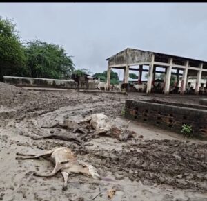 ‘अमृतकाल’ में बदहाल गौमाता: यूपी के हमीरपुर की गौशाला में घुटनों तक कीचड़, न चारा मिला न पानी दम तोड़ चुके कई पशु: प्रशासन पर उठे सवाल